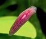 Schmidtea mediterranea — один из видов плоских червей планарий, ставших объектом интереснейших исследований по механизмам регенерации. Фото с сайта rna-seqblog.com